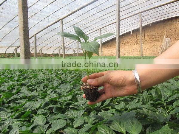 Top grade Best Choice rice transplanter seedling tray