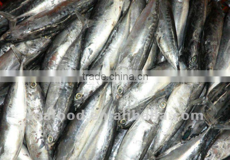Frozen bonito fish with cheap price