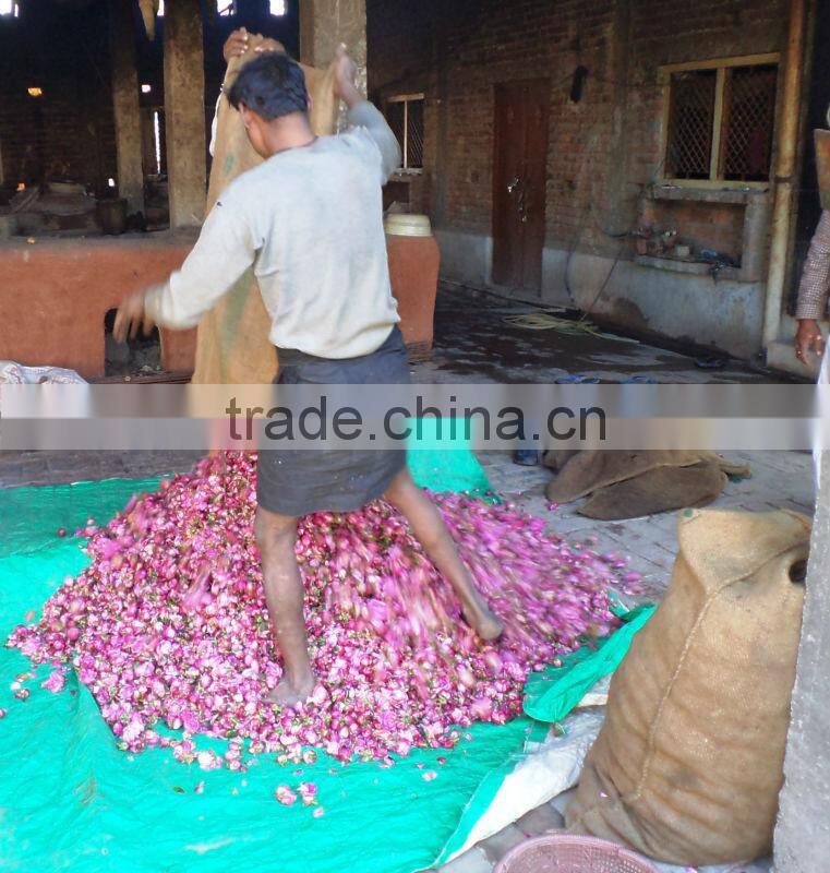 Rose Oils , Rosa damascene,