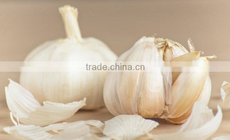 wholesale quick frozen garlic