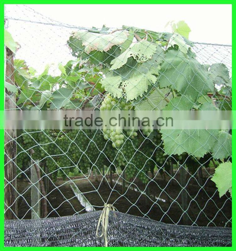 plastic vineyard cover bird wire mesh/fly wire netting