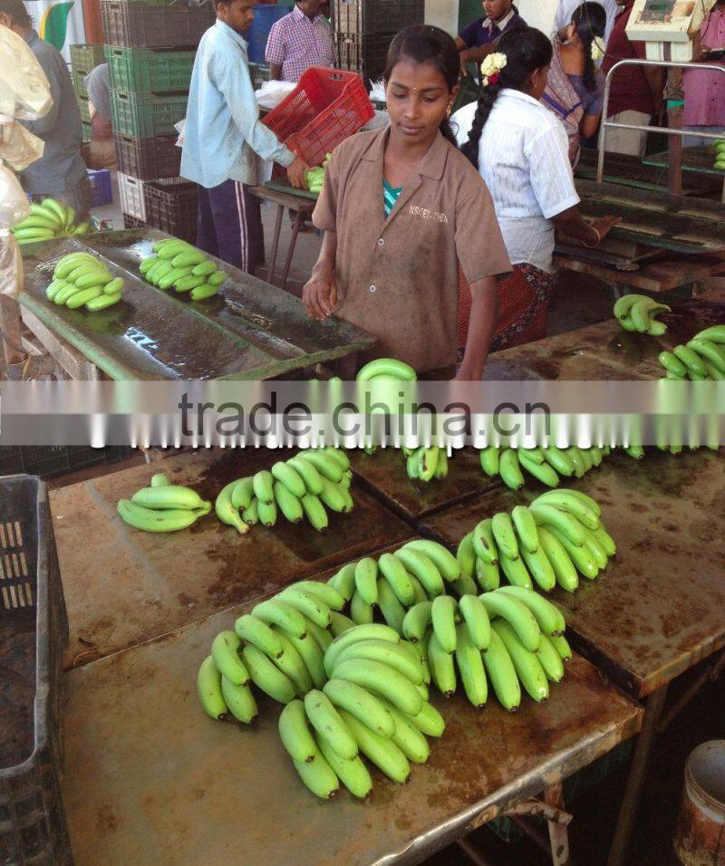Cavendish Banana market prices - Oman market