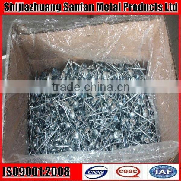 Common round Nail wire iron nail