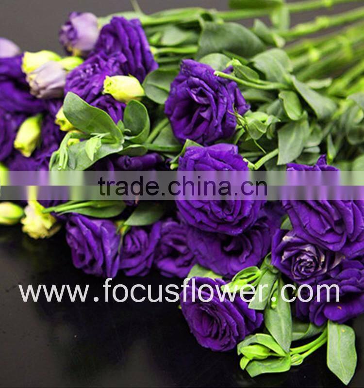 Wide Varieties Fresh Cut Flower Color Lisianthus Purple Lisianthus Flowers From Yunnan, China