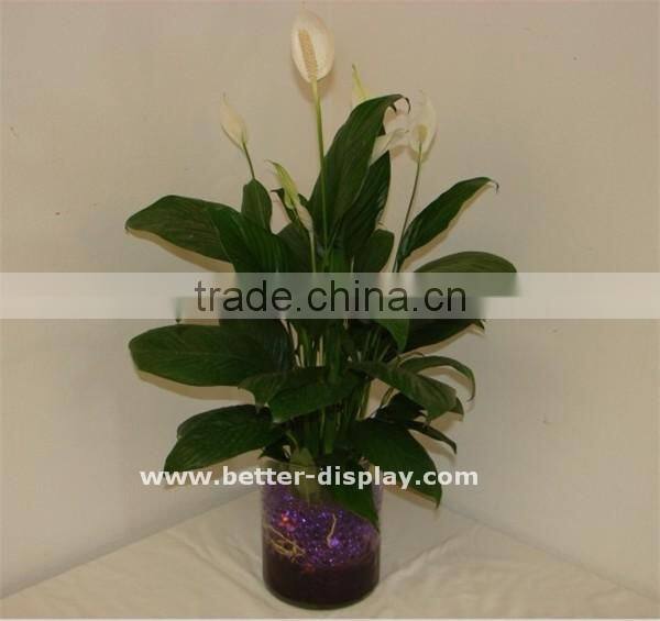 wholesale clear acrylic plants terrarium