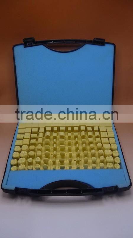 Dental Model 2 times carved teeth Model Step Model DEA-45