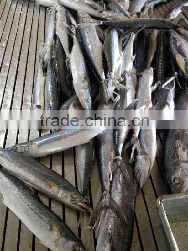 IQF Spanish Mackerel whole round of size 500-700g
