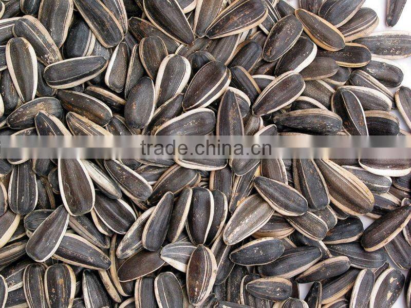 Sunflower seeds