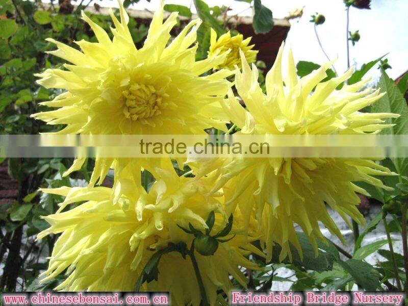 Chrysanthemum