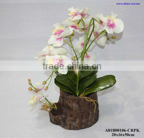 potted orchid