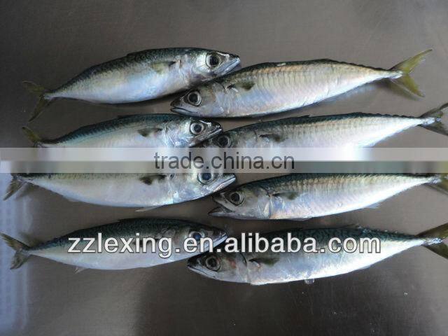 frozen pacific mackerel seafood IQF