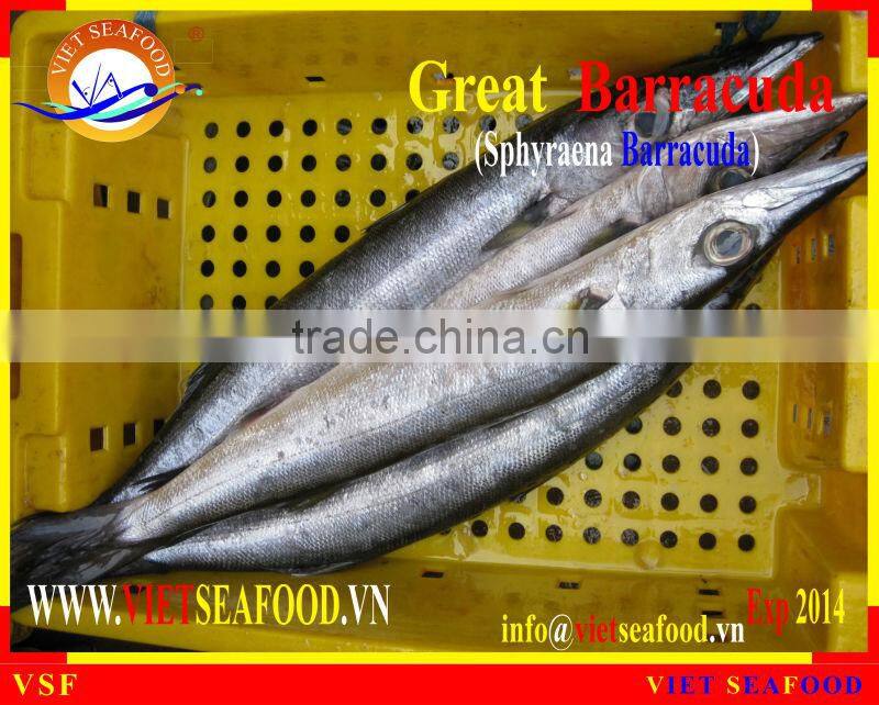 FROZEN BARRACUDA WHOLE ROUND