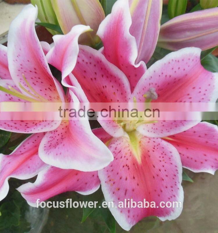 Most Popular Pink Dress Lily 2017