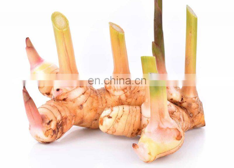 Fresh Galanga With Competitive Price Vietnam