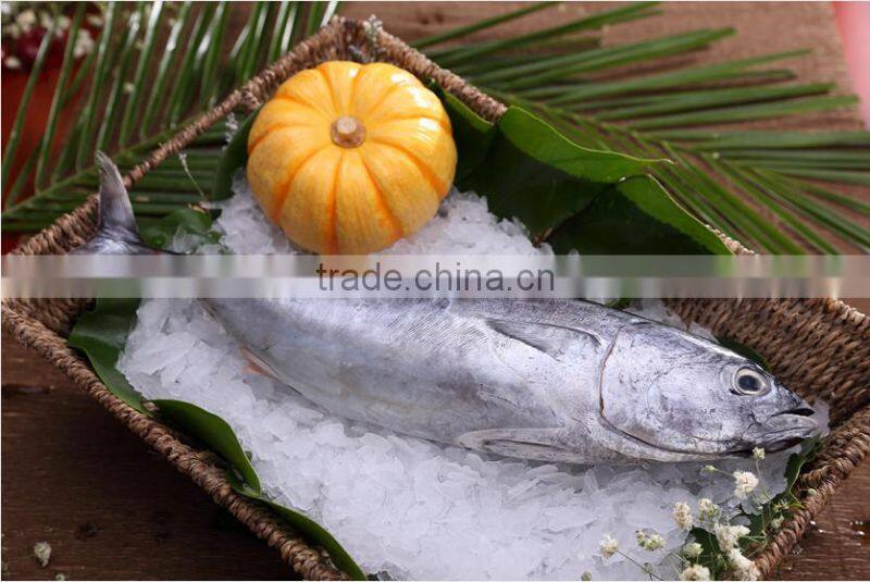 IQF fresh frozen fish bonito tuna whole round
