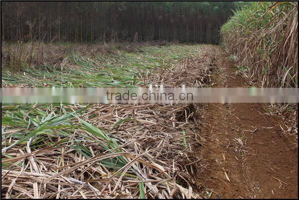 2016 new arrival mini loader SL1000 sugar cane loader for sale