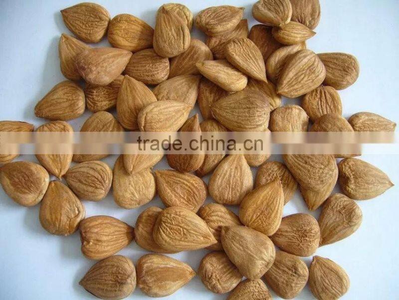 Supply with Chinese Bulk Sweet Apricot Kernels Longwang with good quality for Sales