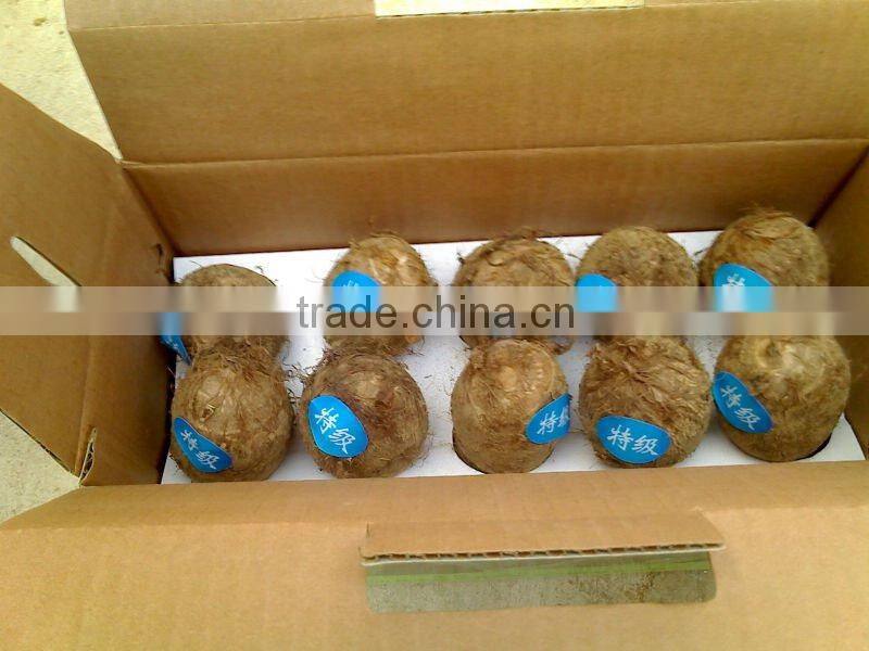 Fresh taro price