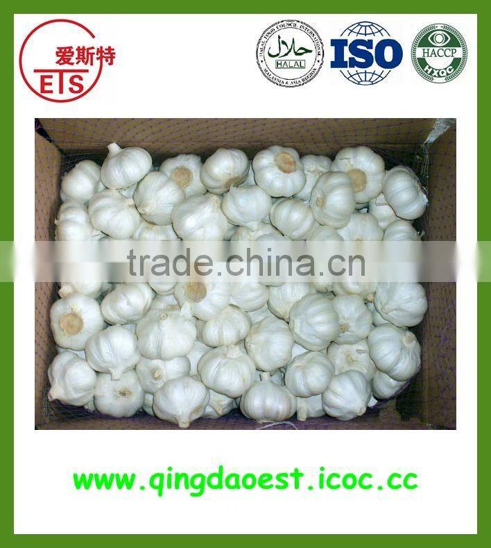 fresh white garlic size :4.5-6.0 cm