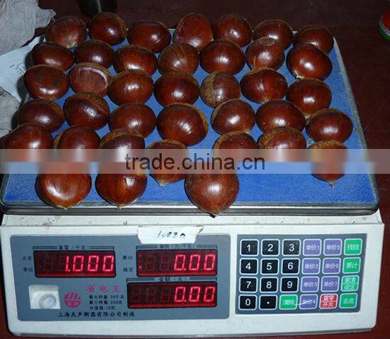 2015 new corp hot sale sweet organic and common fresh chestnuts 30/40 40/60