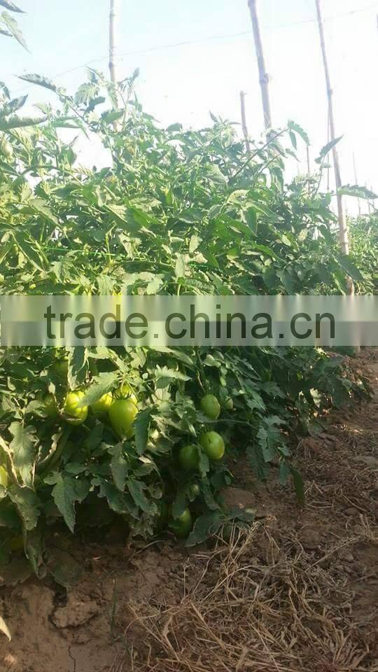 Red Jumbo F1 Hybrid Tomato Seeds