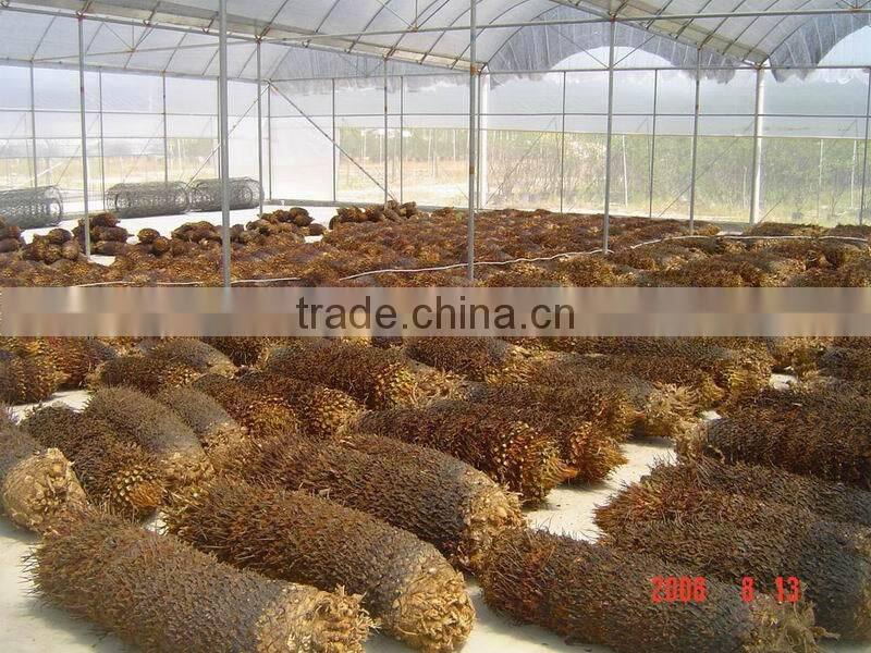Cycas bulbs farms