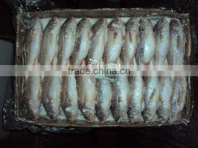 frozen silver croaker
