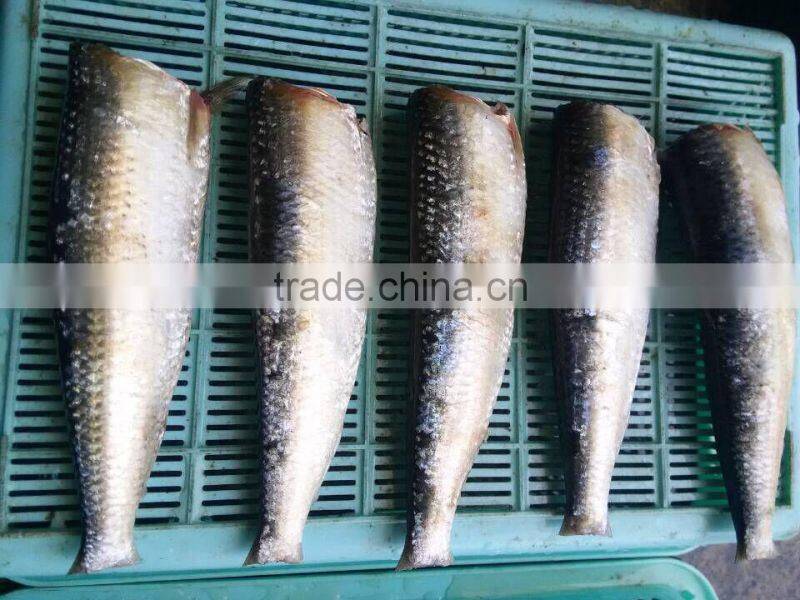 frozen Sardine HGT with competitive price China origin