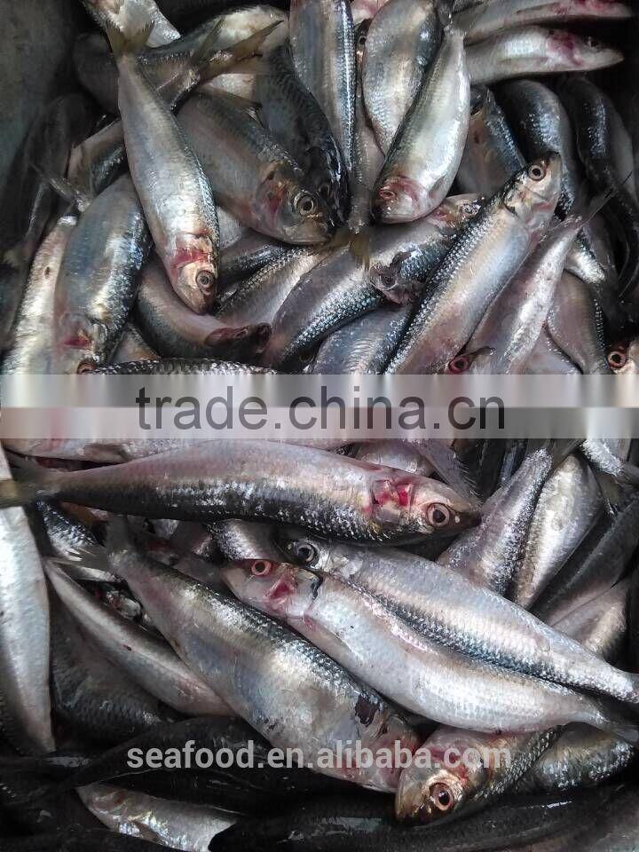 Frozen &cheap sardine fish 8-10 ppk for the canning wholesale frozen seafood