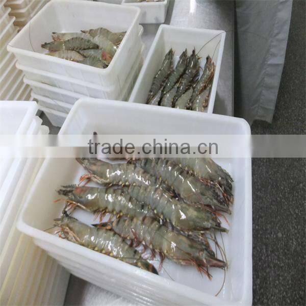 best frozen freshwater shrimps