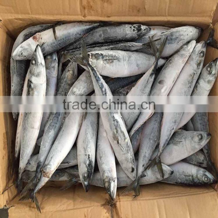 200-300G Good quality pacific mackerel scomber japonicus pacific mackerel on sale
