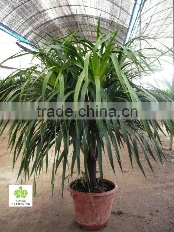 Dracaena draco