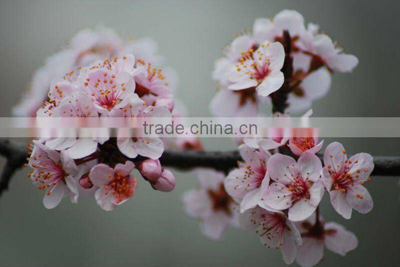 Prunus Cerasifera nigra