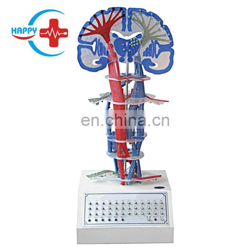 HC-S286 Electrical Human Autonomic Nervous System Model/Human Anatomy Nerve Motor Model for Medical Training