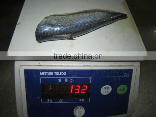 Pacific mackerel HGT