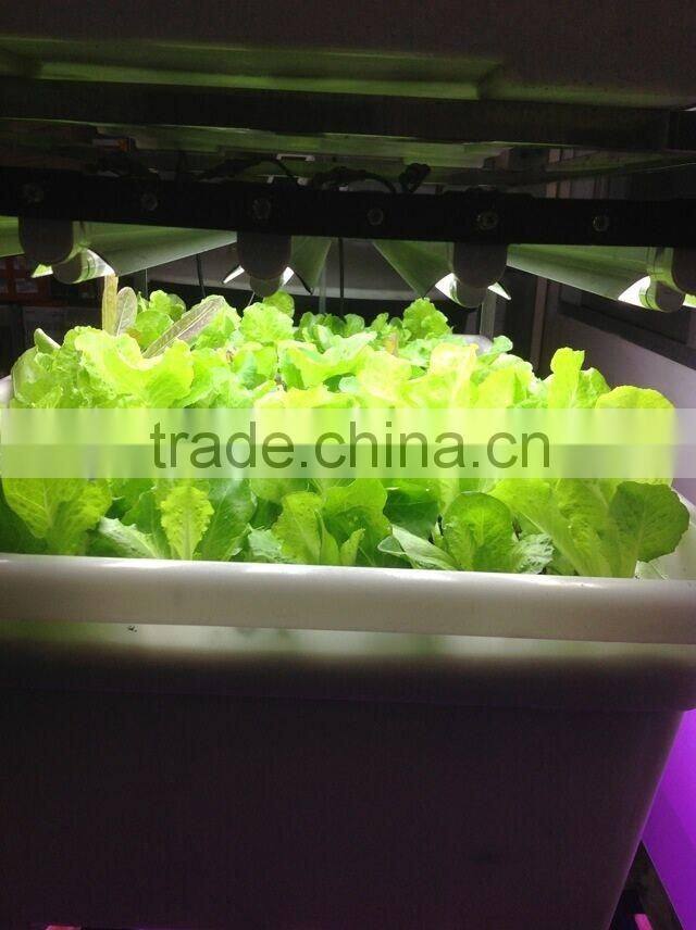 CW-GH115 New design aquaponic system for greehouse/indoor/garden decoration