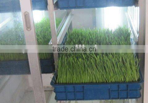 Practical Animal Fodder Making Machine