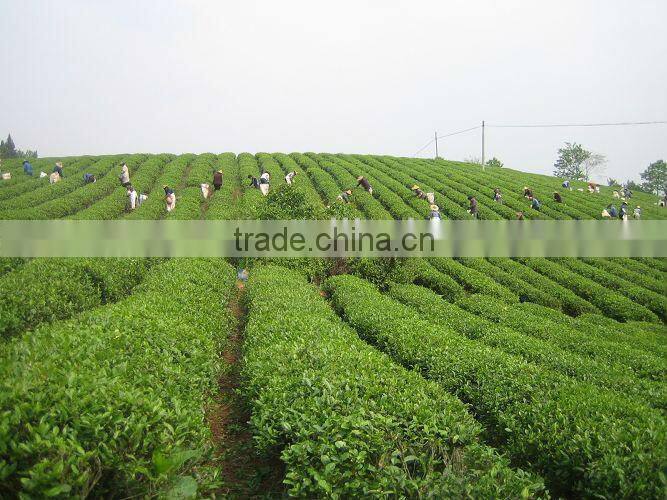 2015 new harvested Autumn black tea No.2