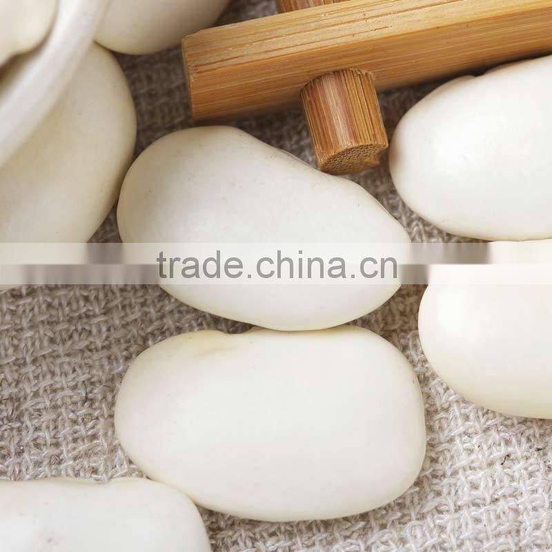 Supply Large white kidney beans with high quality for sale