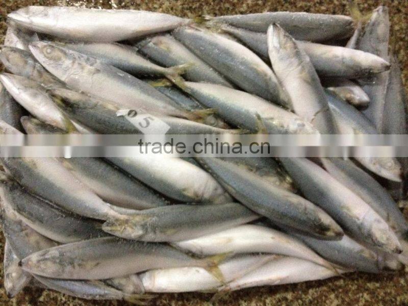 New stock BQF WR frozen fish mackerel 150g