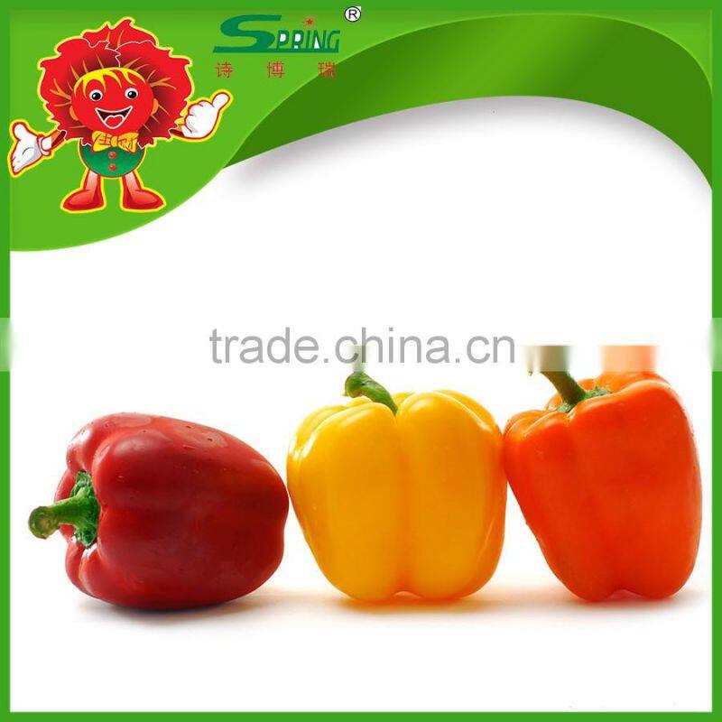 high quality yellow bell pepper colorful pepper on sale