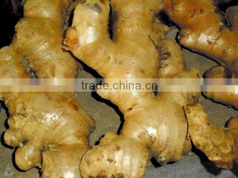 Hight Quality fresh Ginger best price