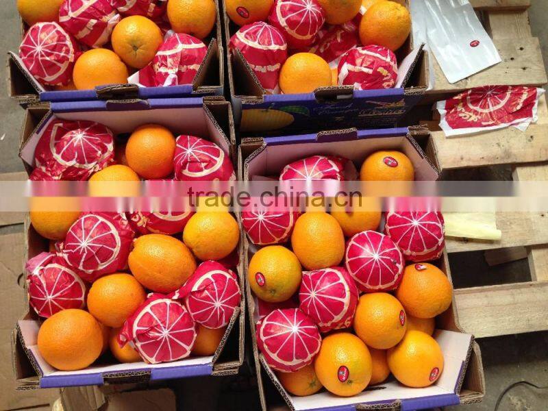 1600 cartons per container of Egyptian Oranges