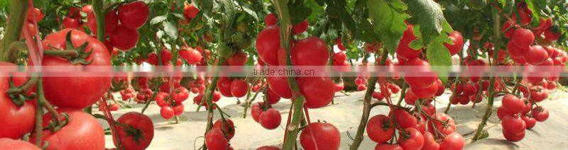 2016 Red and pink color NO.JP-09 hybrid tomato seeds for sale