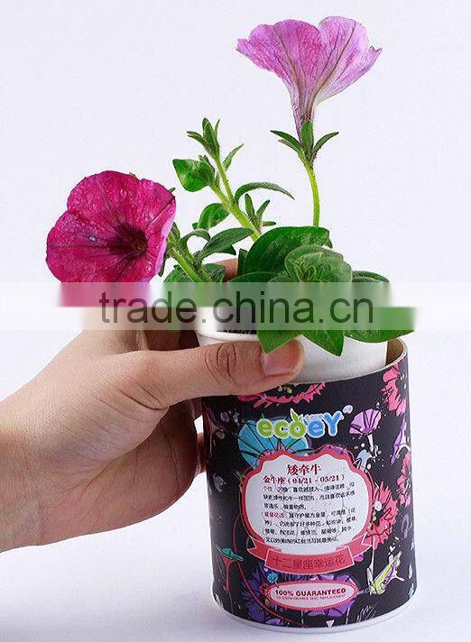 Fashion Twelve constellations lucky flower potted plant -forget-me-not