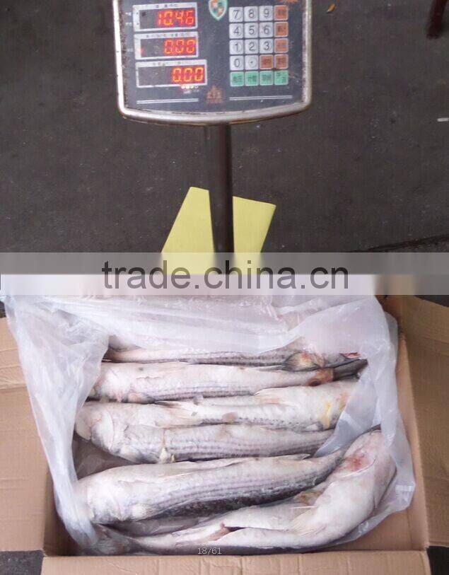 BQF grey mullet whole round ,1000+g Mugil Cephalus