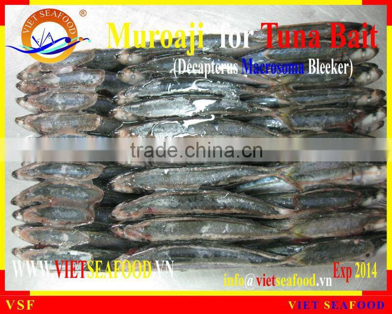 FROZEN MUROAJI FOR TUNA BAIT