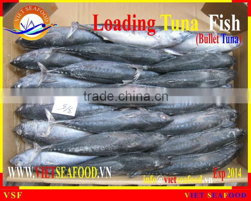 LOADING WHOLE ROUND BULLET TUNA