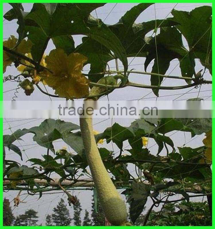 Low Price New Hdpe Material Climbing Plants Supporting Network For Sale