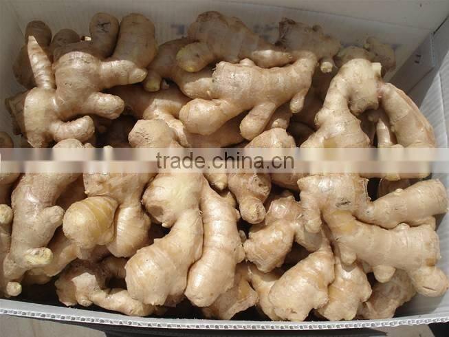 New crop market prices for ginger with competitive export price